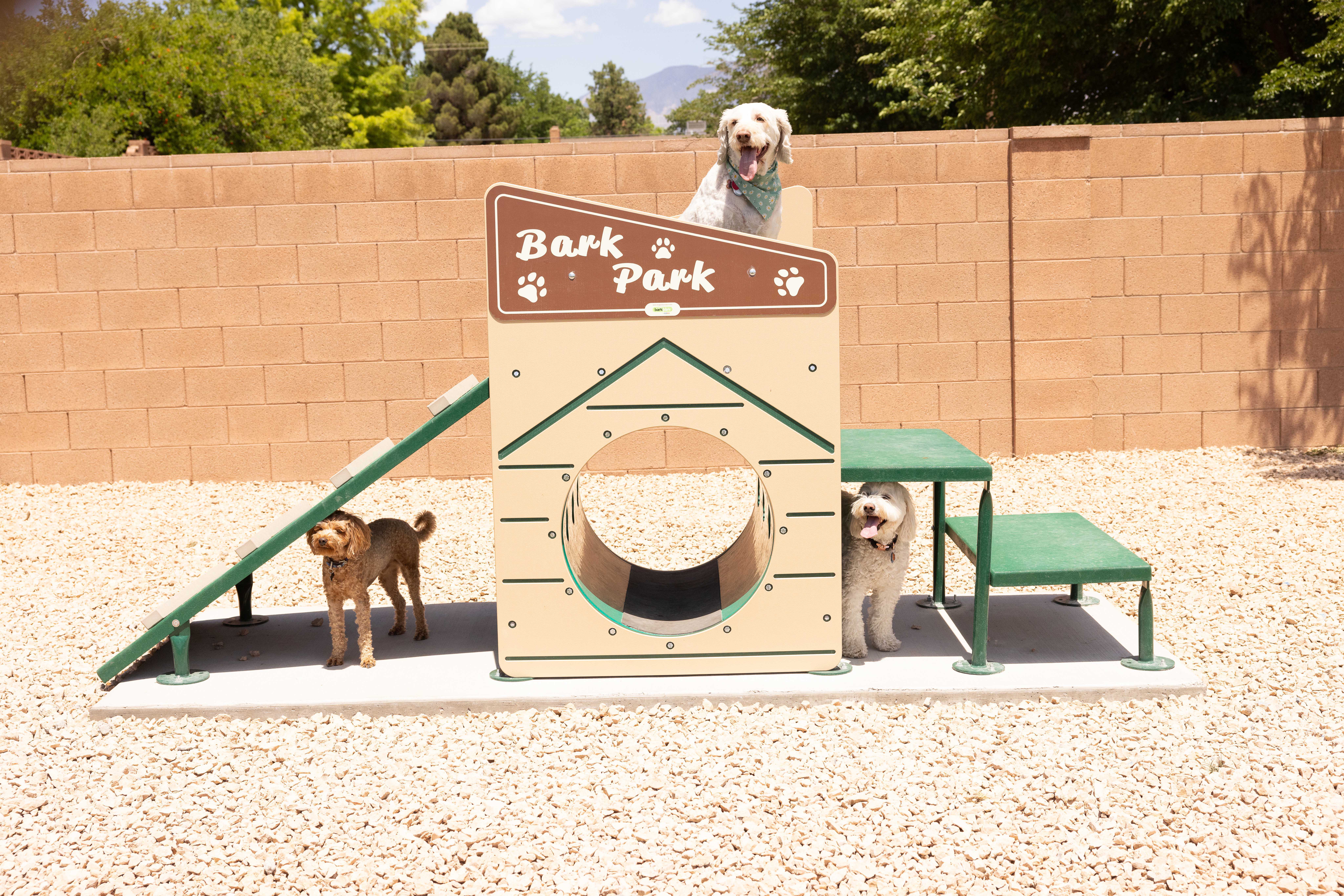 three dogs stand with dog park equipment
