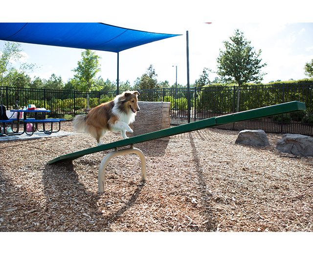 Small Dog Agility Teeter Totter At Amber Magoon Blog